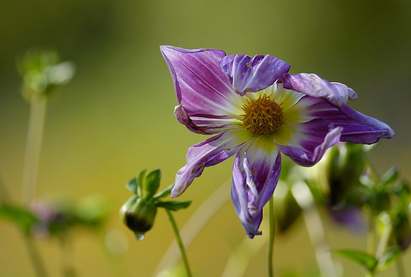 69 Blume DDB_5265 Kopie.jpg